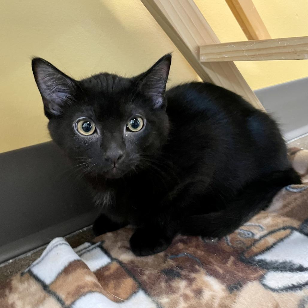 Enlarge Freddy, a Adoptable Domestic Short Hair in Nashville, IN image 3/5