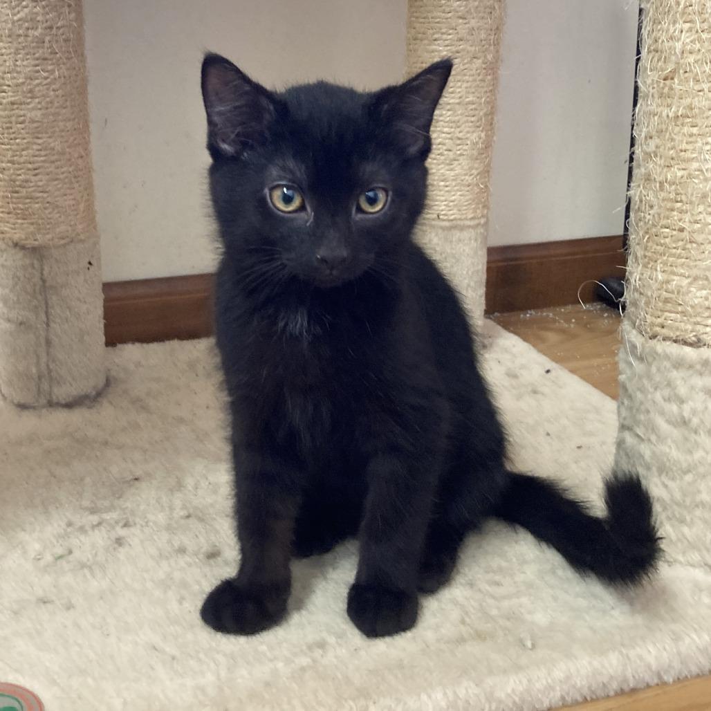 Enlarge Freddy, a Adoptable Domestic Short Hair in Nashville, IN image 5/5