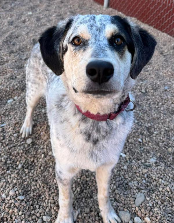 Blue, Adoptable, Young Male Great Pyrenees & Australian Cattle Dog / Blue Heeler.