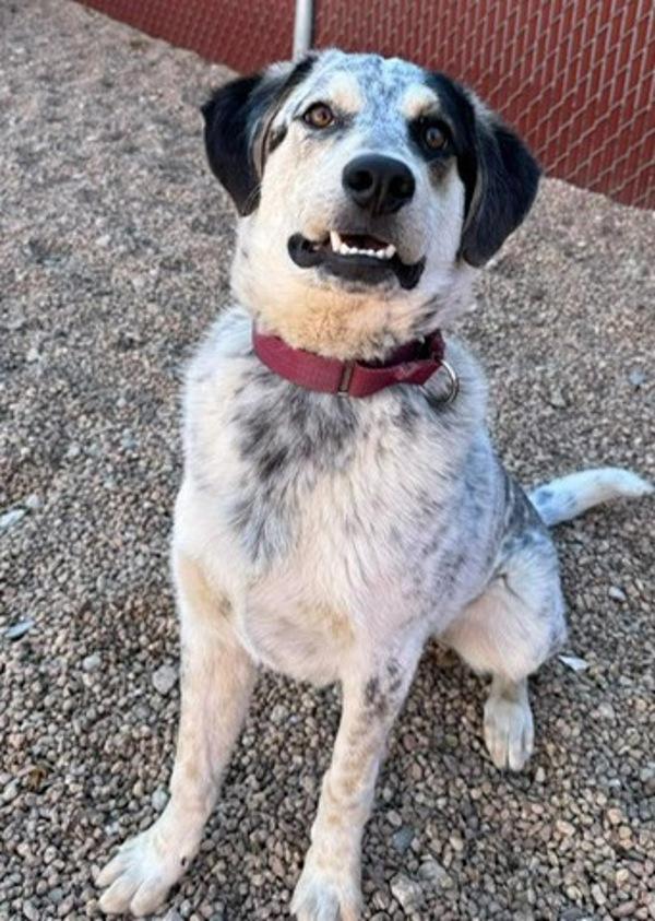 Blue, a Adoptable mixed breed in Littleton, CO image 2/4
