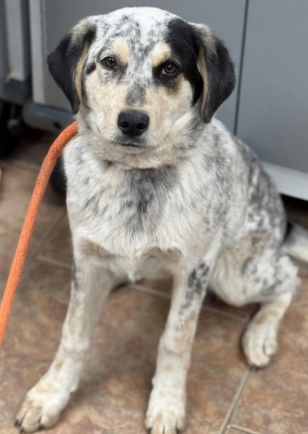 Blue, a Adoptable mixed breed in Littleton, CO image 3/4