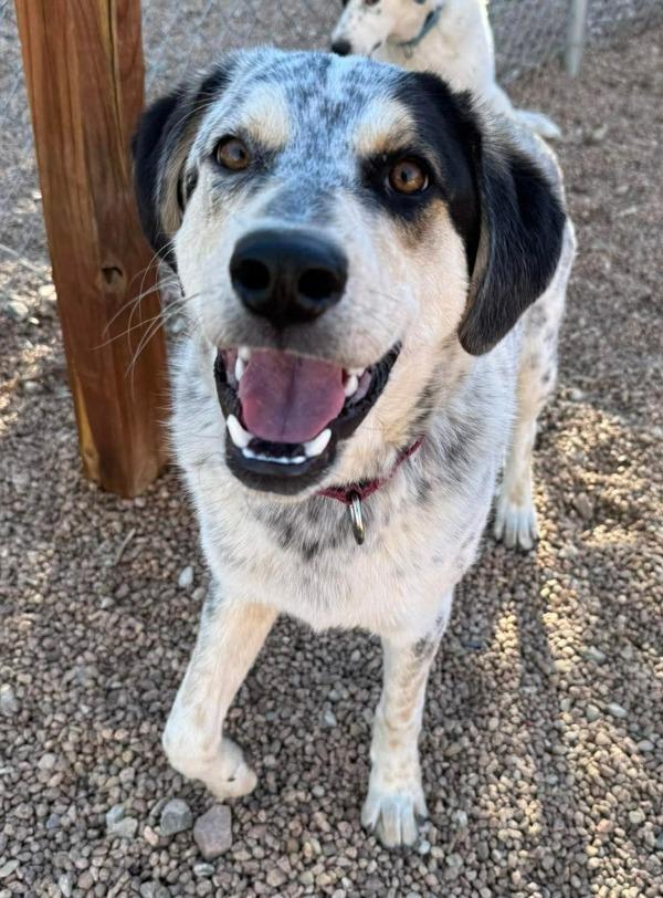 Blue, a Adoptable mixed breed in Littleton, CO image 4/4