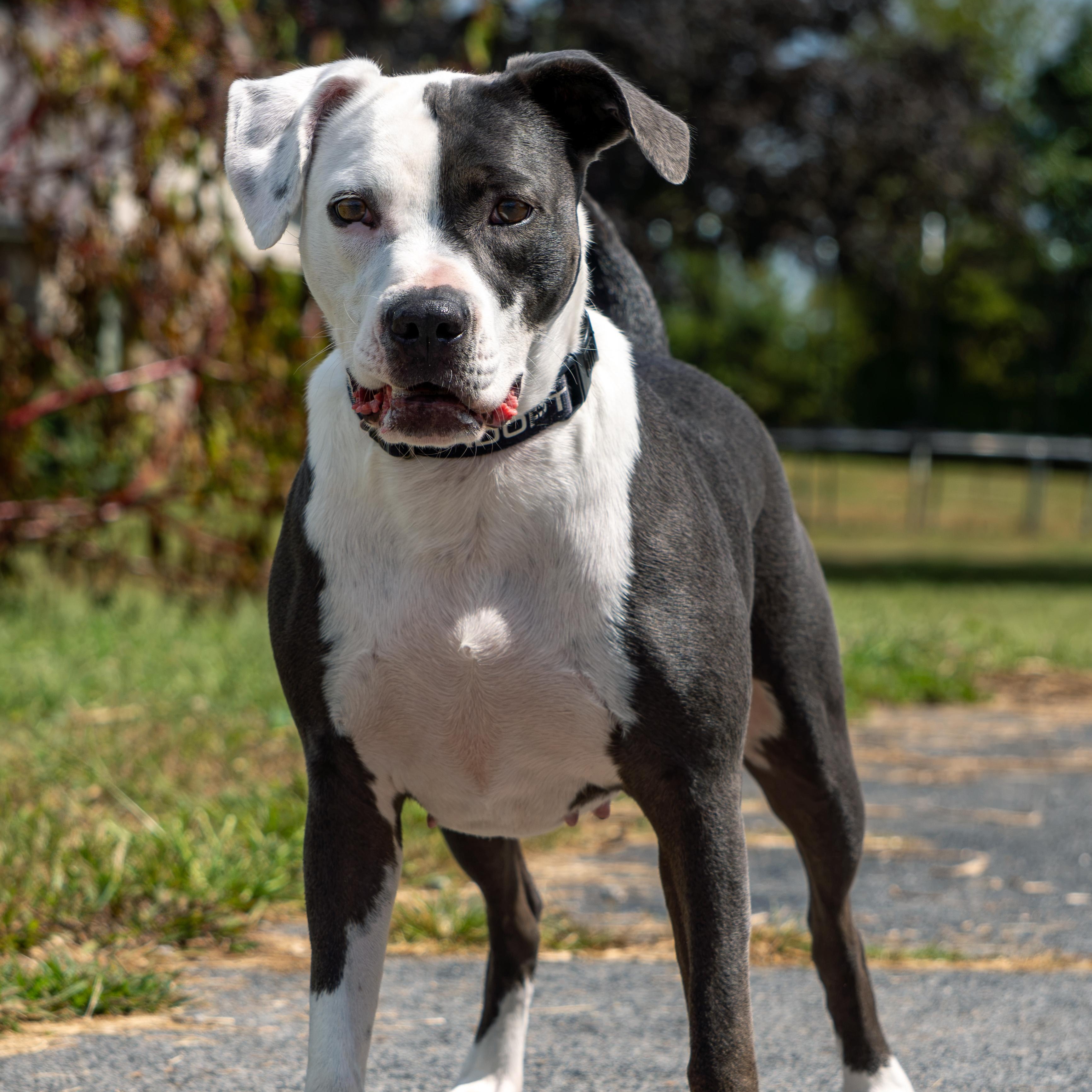 Enlarge Khaki, a Adoptable mixed breed in Baxter, TN image 5/5