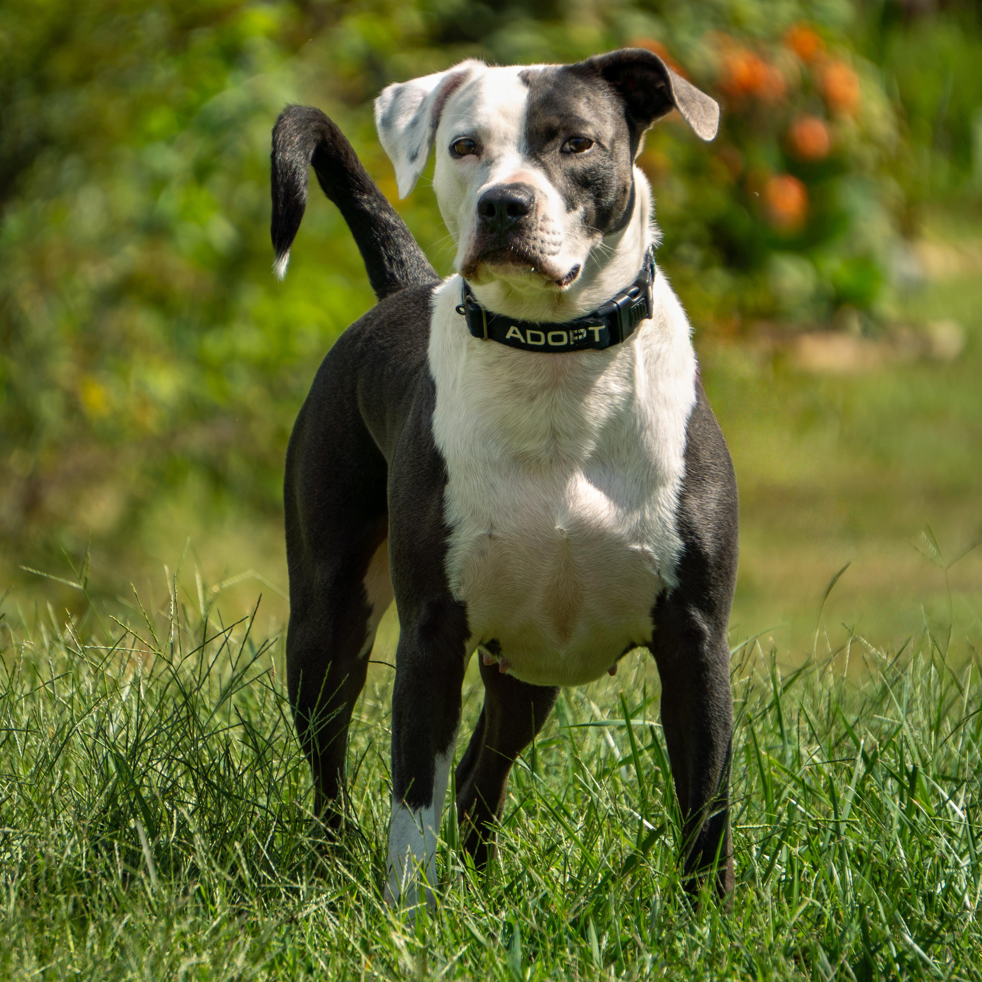 Enlarge Khaki, a Adoptable mixed breed in Baxter, TN image 4/5