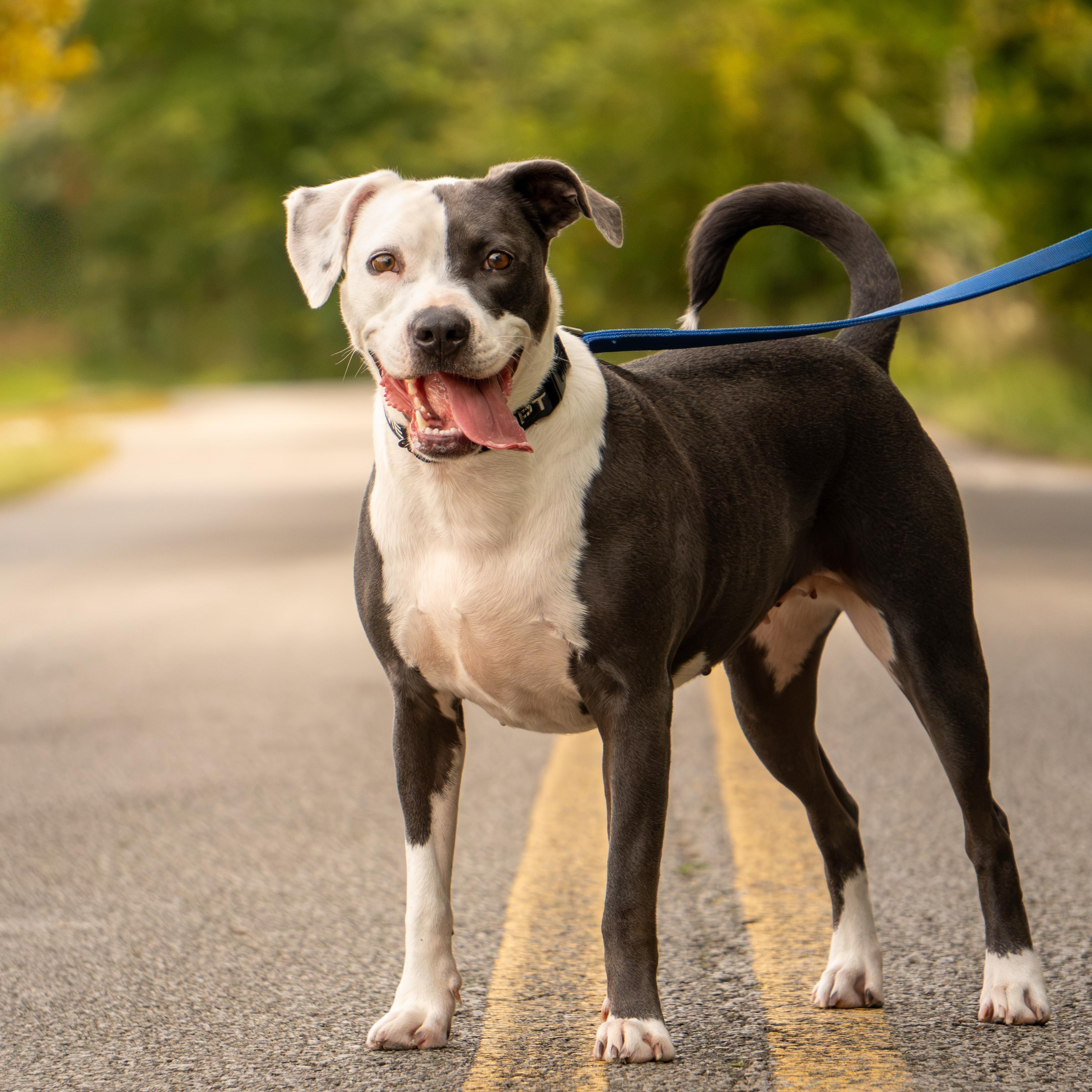 Enlarge Khaki, a Adoptable mixed breed in Baxter, TN image 2/5