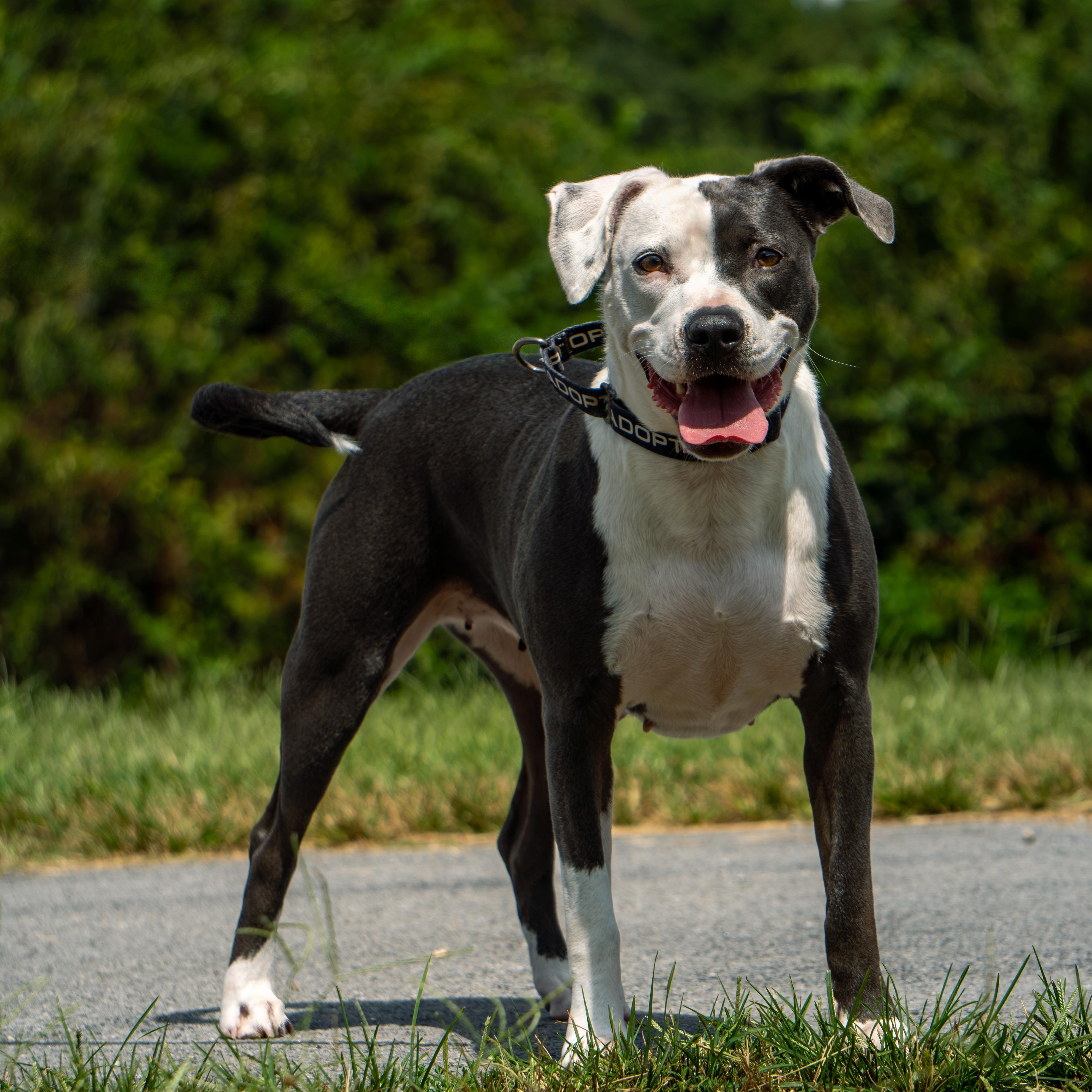 Enlarge Khaki, a Adoptable mixed breed in Baxter, TN image 3/5
