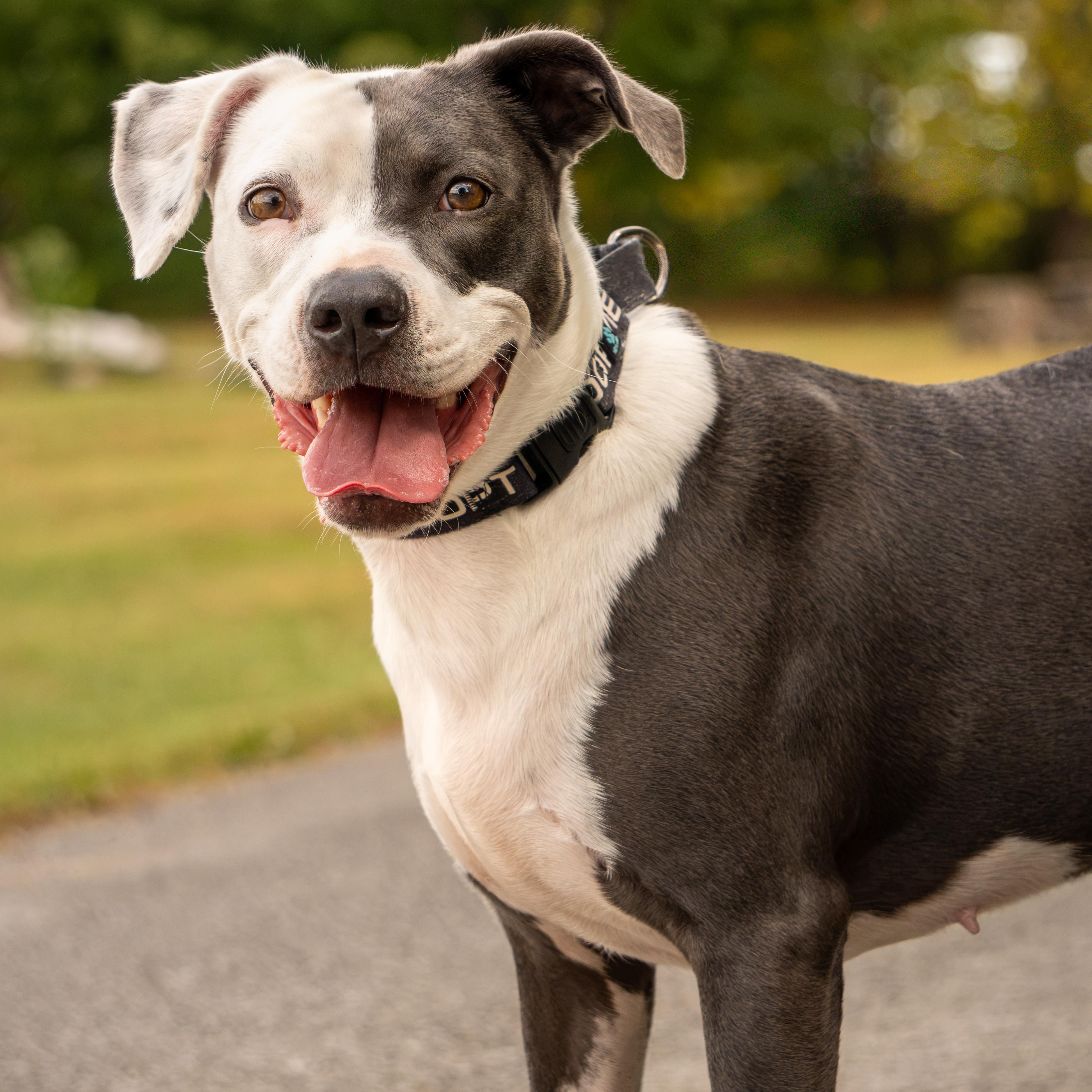 Khaki, Adoptable, Adult Female American Staffordshire Terrier.