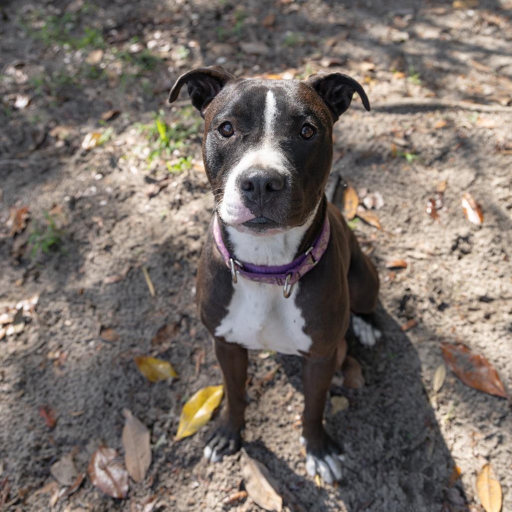 Enlarge Haven, a Adoptable Mixed Breed in Gainesville, FL image 1/4