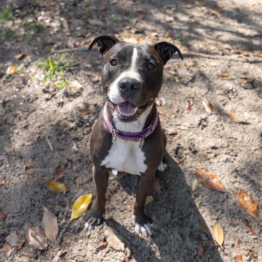 Enlarge Haven, a Adoptable Mixed Breed in Gainesville, FL image 2/4