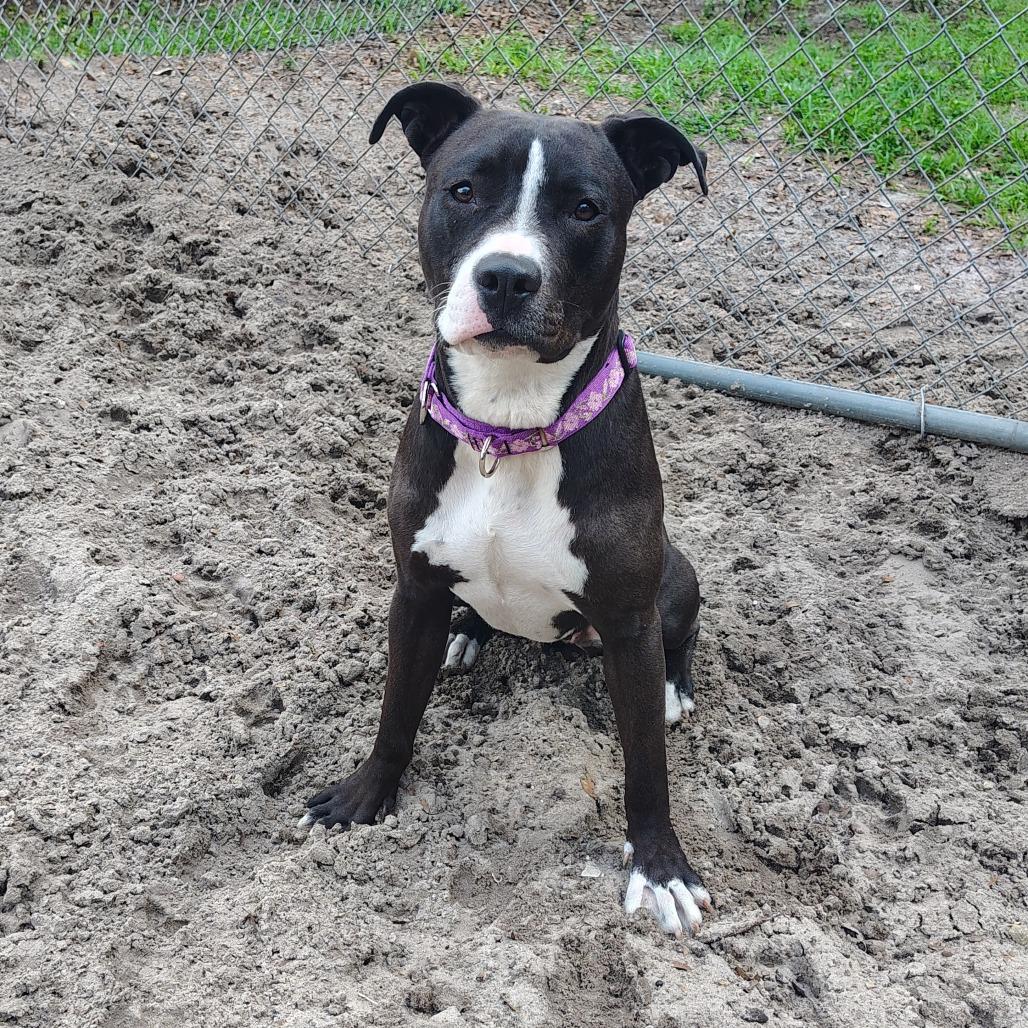 Enlarge Haven, a Adoptable Mixed Breed in Gainesville, FL image 3/4
