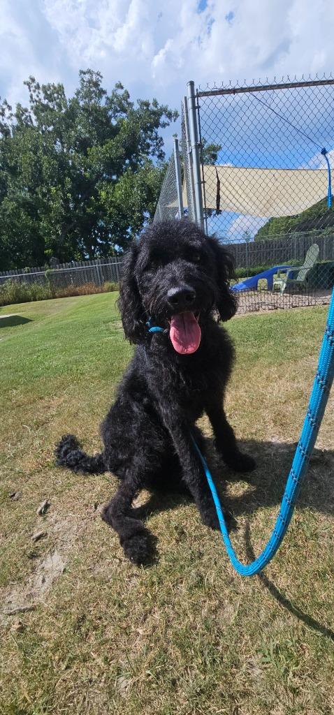 Luna, Adoptable, Young Female Labrador Retriever & Poodle.