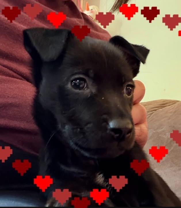 Bumblebee, adopted, Puppy Female Pomeranian.