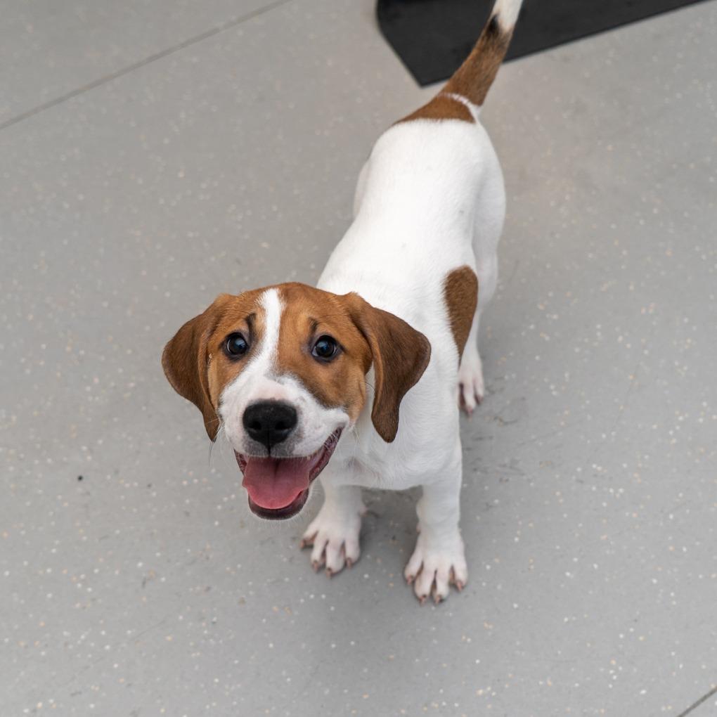 Enlarge Minnie Mouse, a Adoptable mixed breed in New York, NY image 1/1