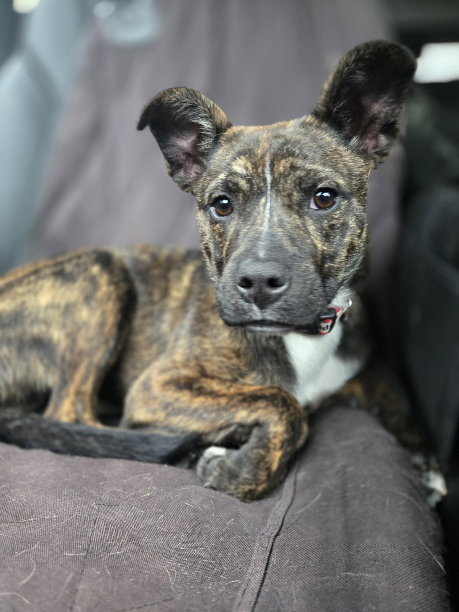 Enlarge Brandi, a Adopted mixed breed in Montello, WI image 1/2