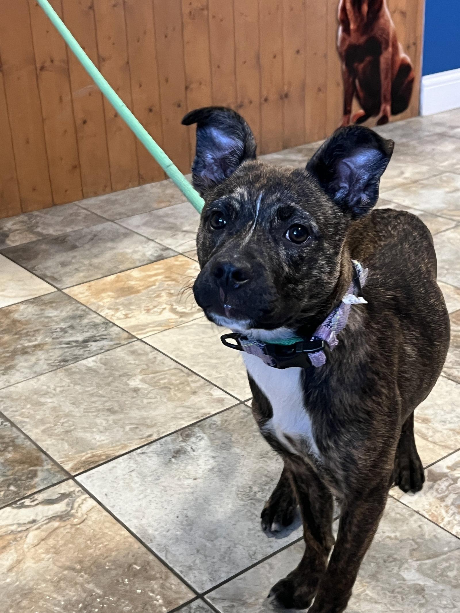 Enlarge Brandi, a Adopted mixed breed in Montello, WI image 2/2