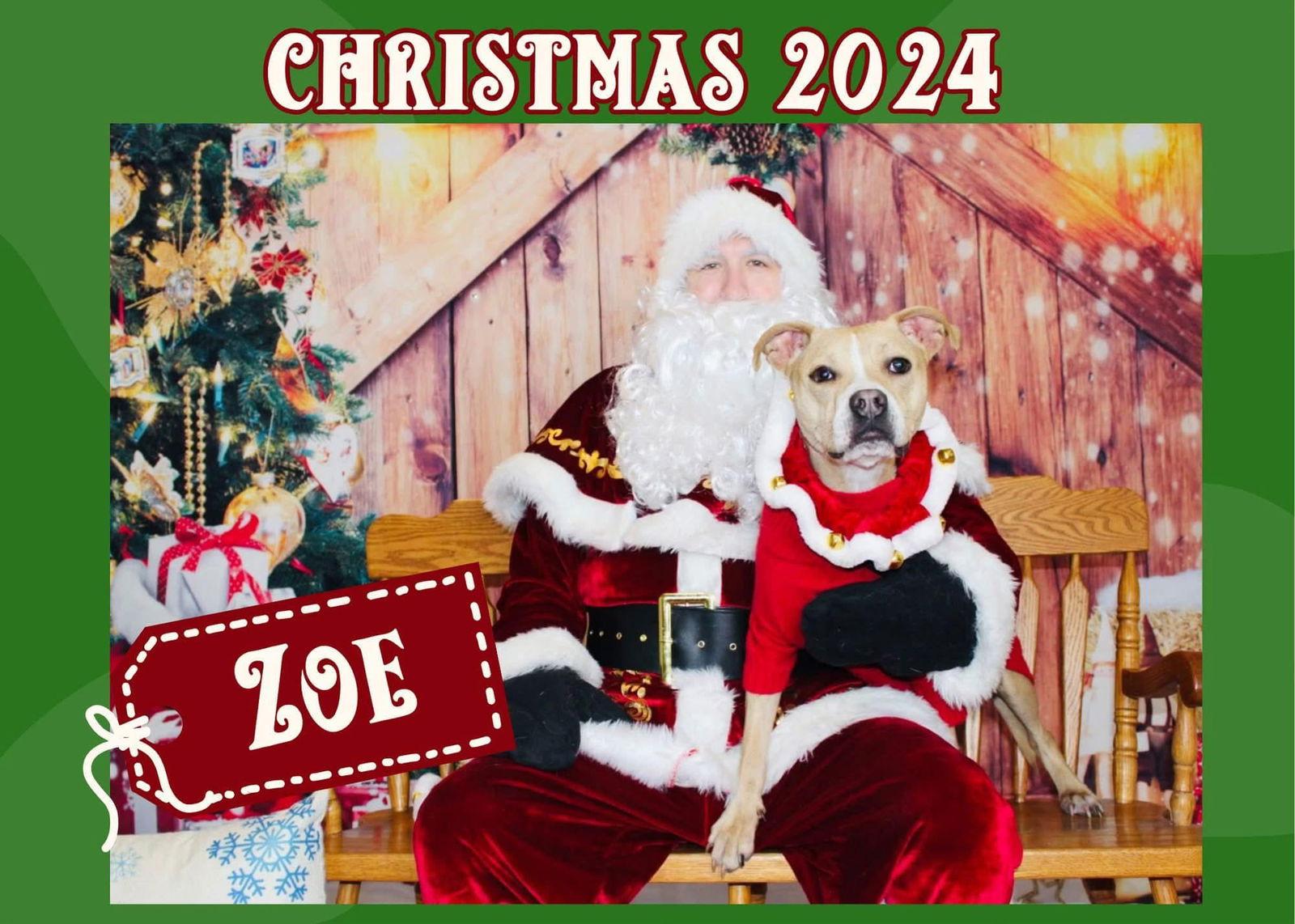 Enlarge Zoe, a Adopted Pit Bull Terrier in Arnold, MO image 1/3