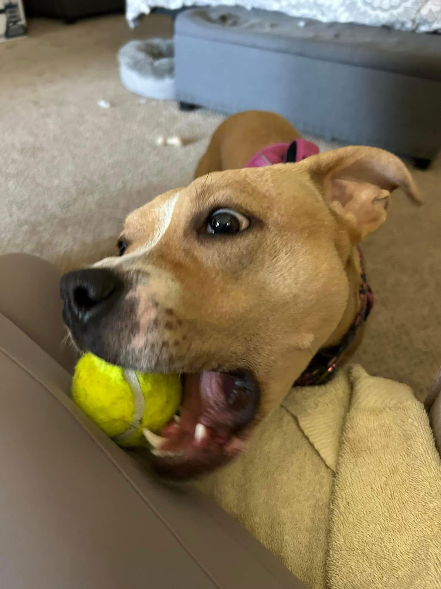 Enlarge Zoe, a Adopted Pit Bull Terrier in Arnold, MO image 2/3