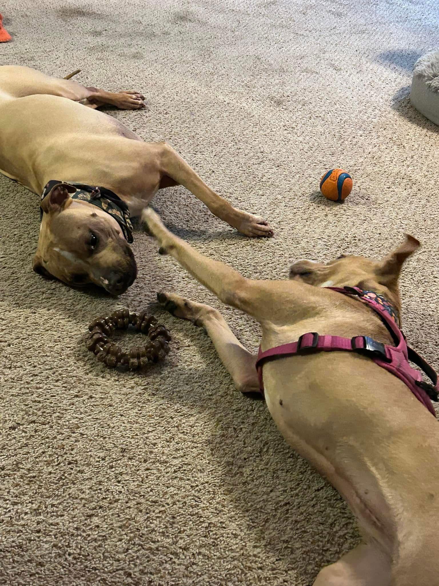 Enlarge Zoe, a Adopted Pit Bull Terrier in Arnold, MO image 3/3