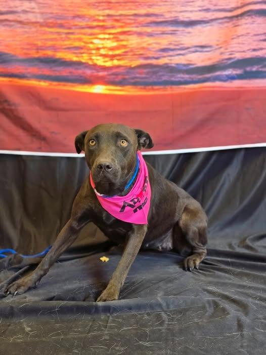 Enlarge Rachel / Fiona*, a Adopted mixed breed in Belton, TX image 1/1