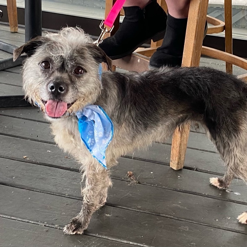 Dog for adoption Sadie (Foster Needed!), a Terrier Mix in Centreville