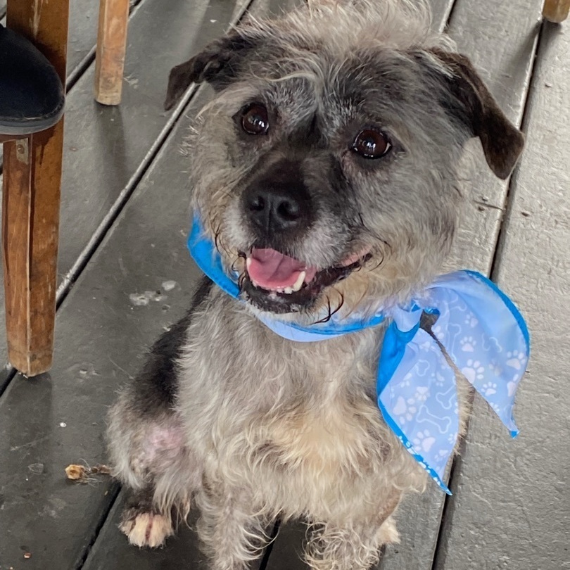 Dog for adoption Sadie (Foster Needed!), a Terrier Mix in Centreville