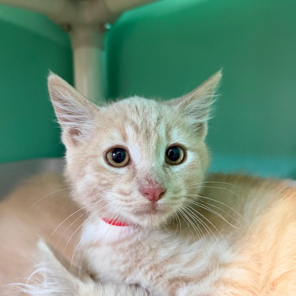 Hurricane, Adoptable, Kitten Male Domestic Short Hair.