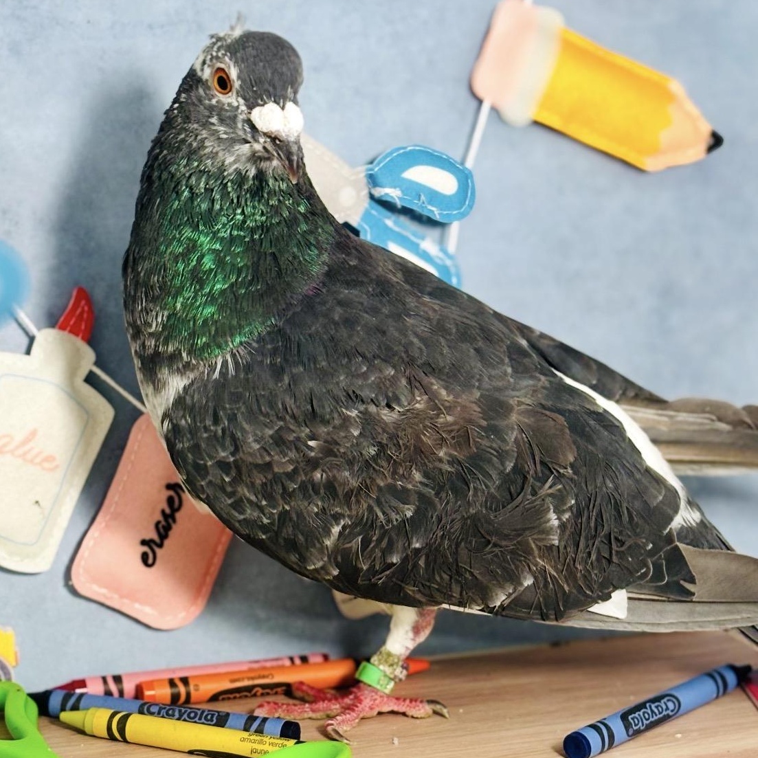 Enlarge Poupon, a Adoptable Pigeon in Chicago, IL image 2/5