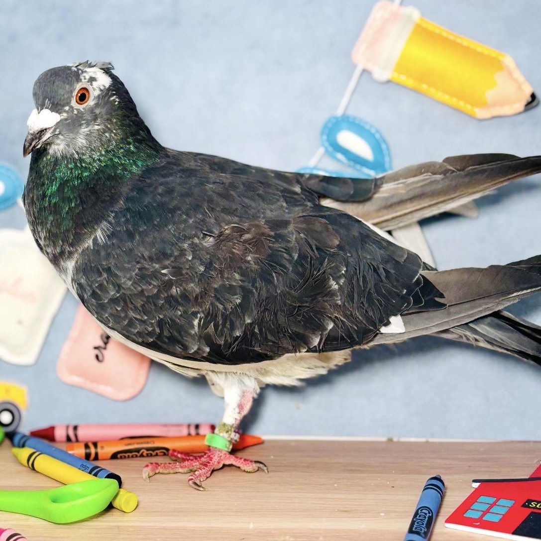 Enlarge Poupon, a Adoptable Pigeon in Chicago, IL image 3/5