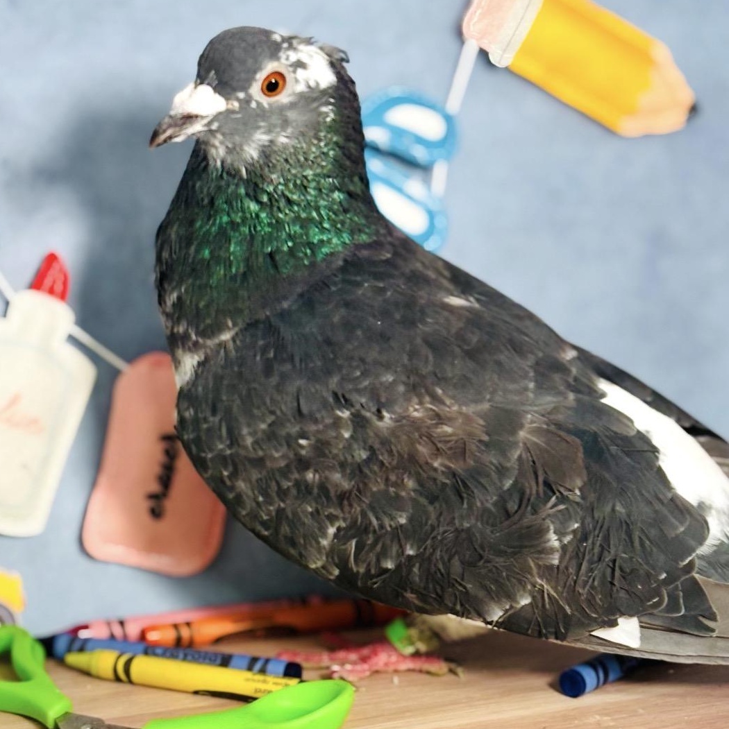 Enlarge Poupon, a Adoptable Pigeon in Chicago, IL image 4/5