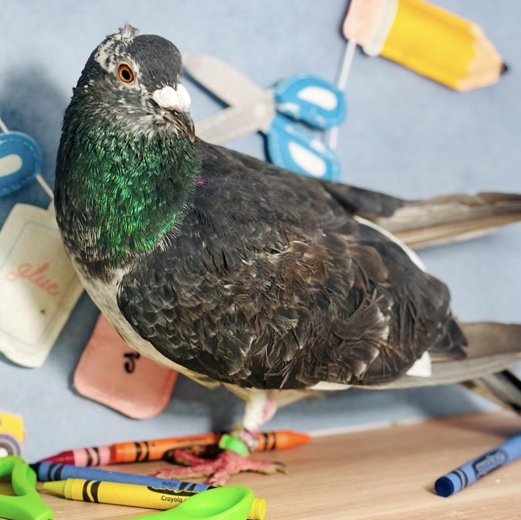 Poupon, Adoptable, Senior Male Pigeon.