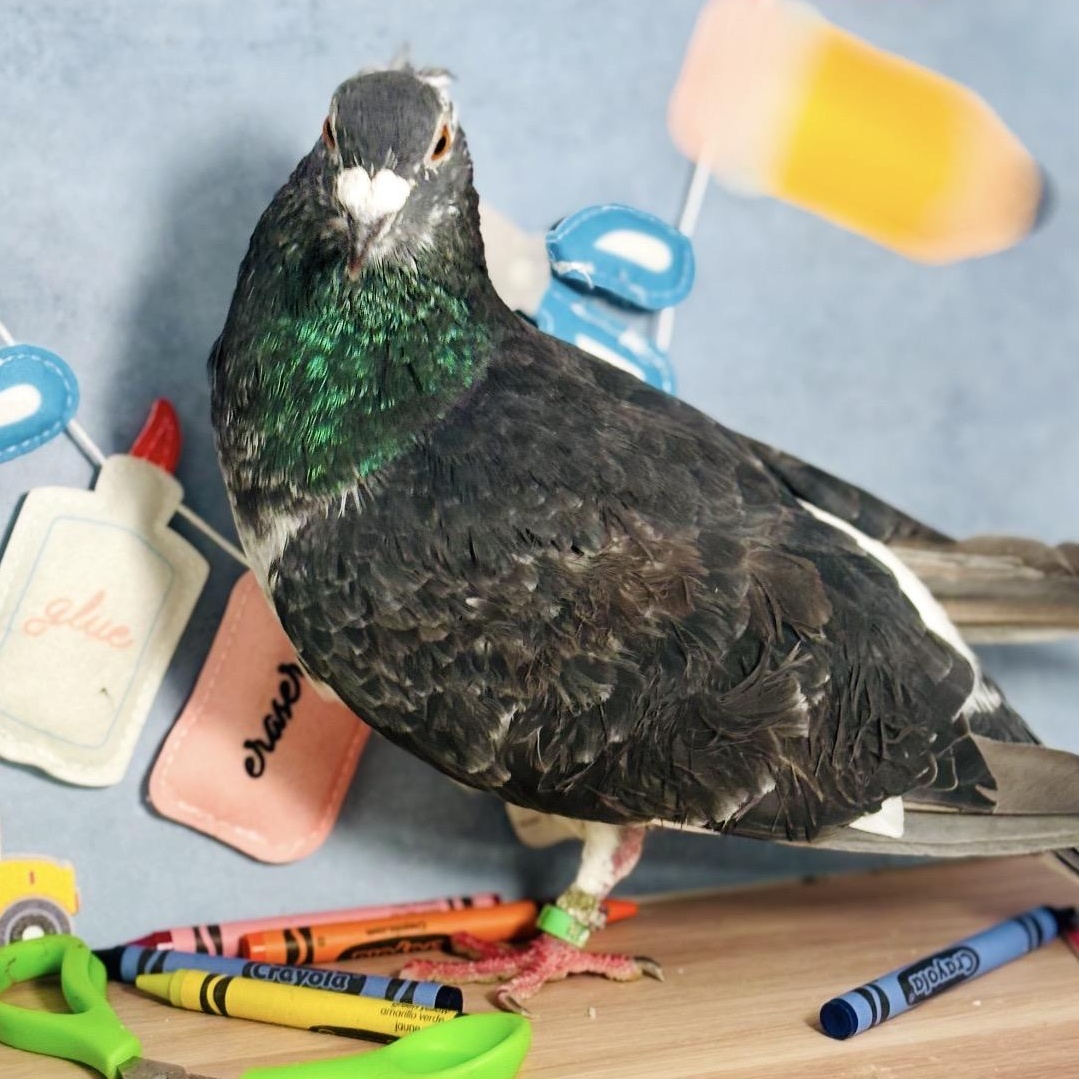 Enlarge Poupon, a Adoptable Pigeon in Chicago, IL image 5/5