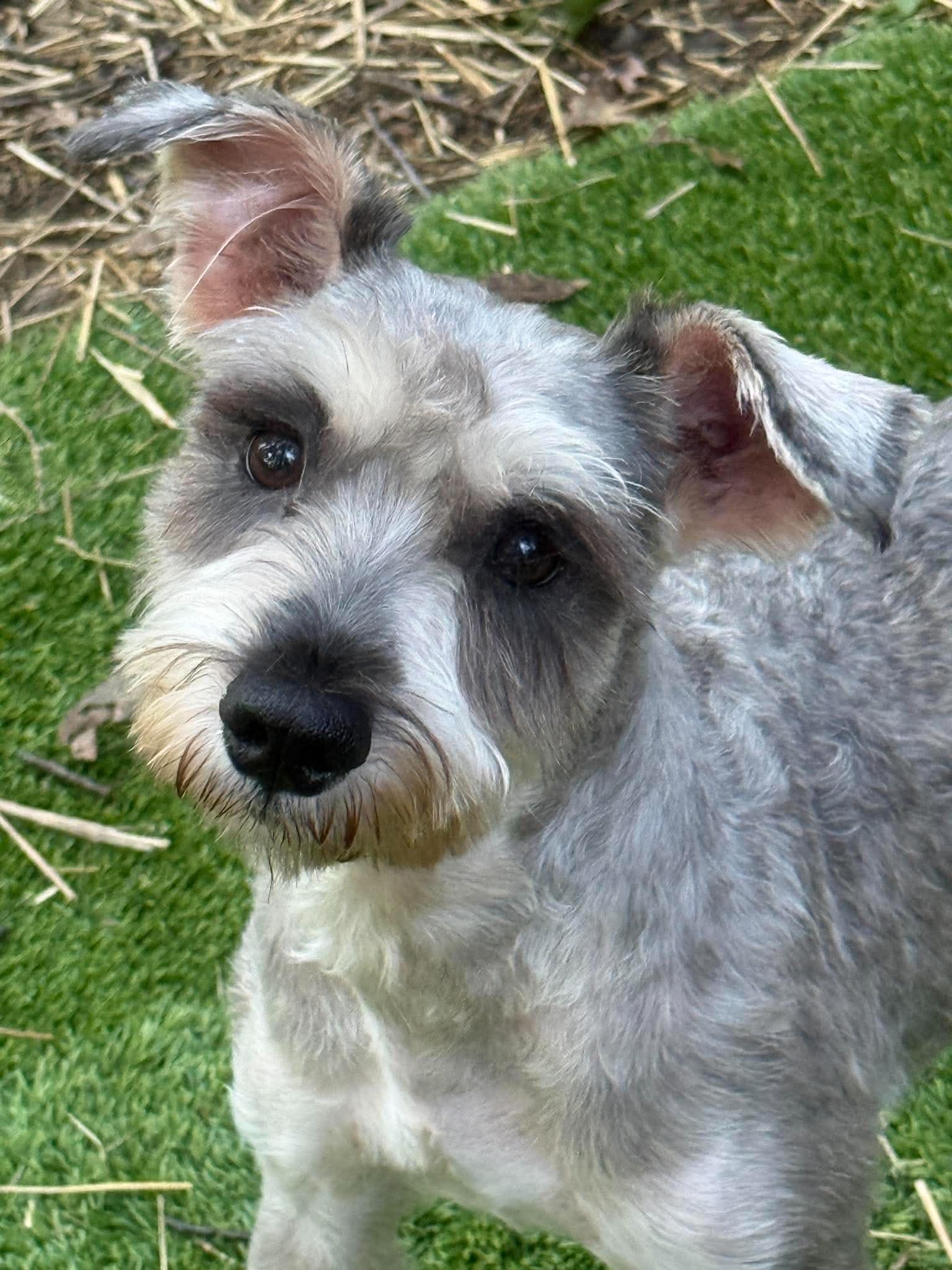 Enlarge Murphy, a Adopted Miniature Schnauzer in Homer Glen, IL image 4/4
