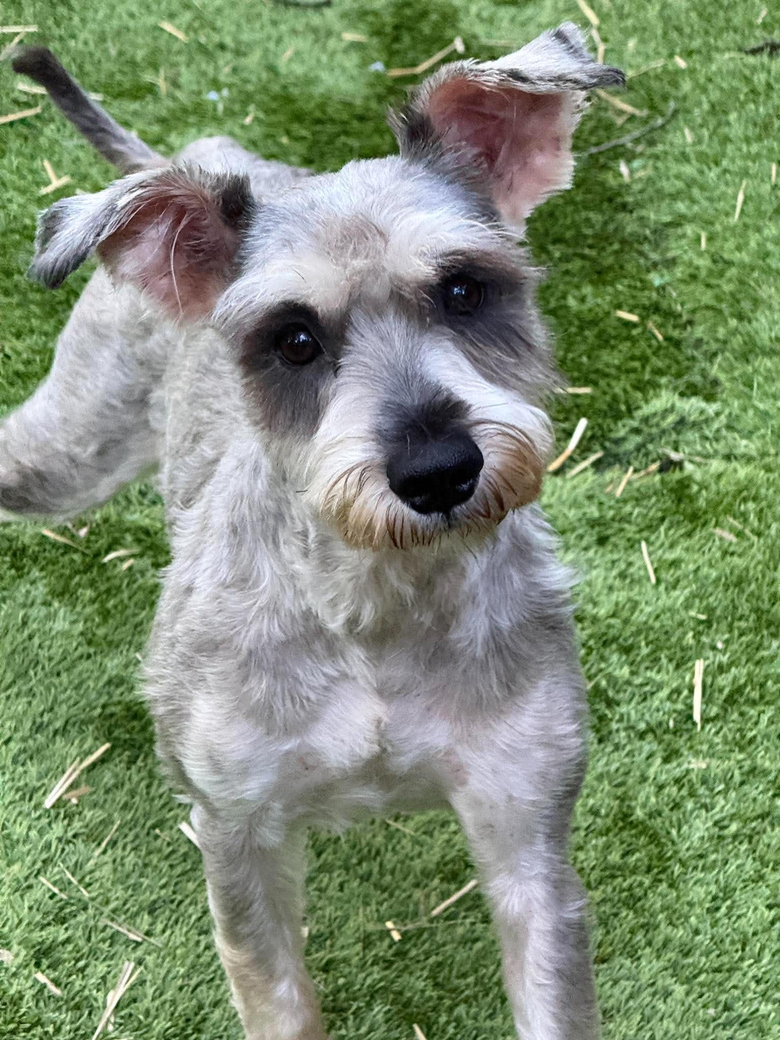 Enlarge Murphy, a Adopted Miniature Schnauzer in Homer Glen, IL image 2/4