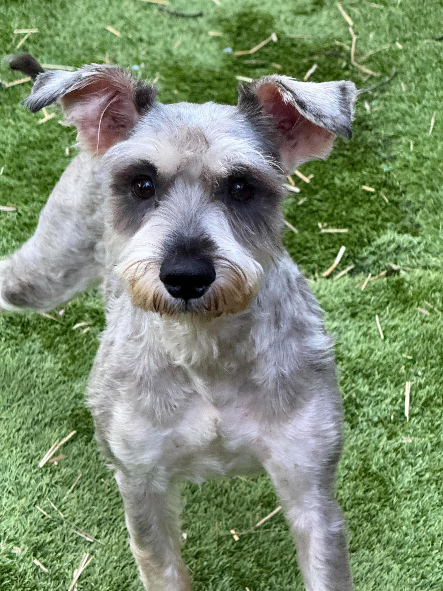 Enlarge Murphy, a Adopted Miniature Schnauzer in Homer Glen, IL image 3/4