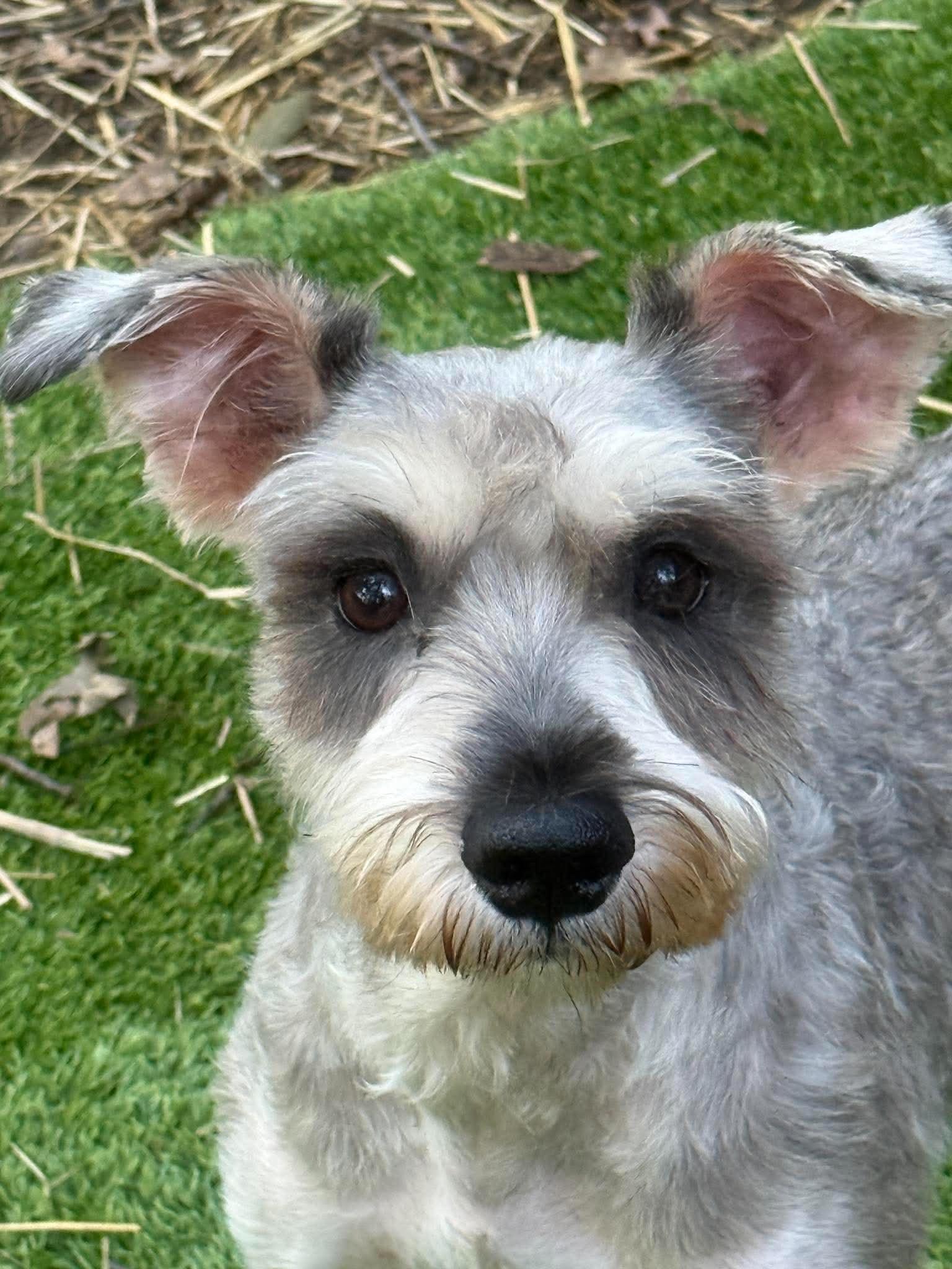 Murphy, Adopted, Young Male Miniature Schnauzer.