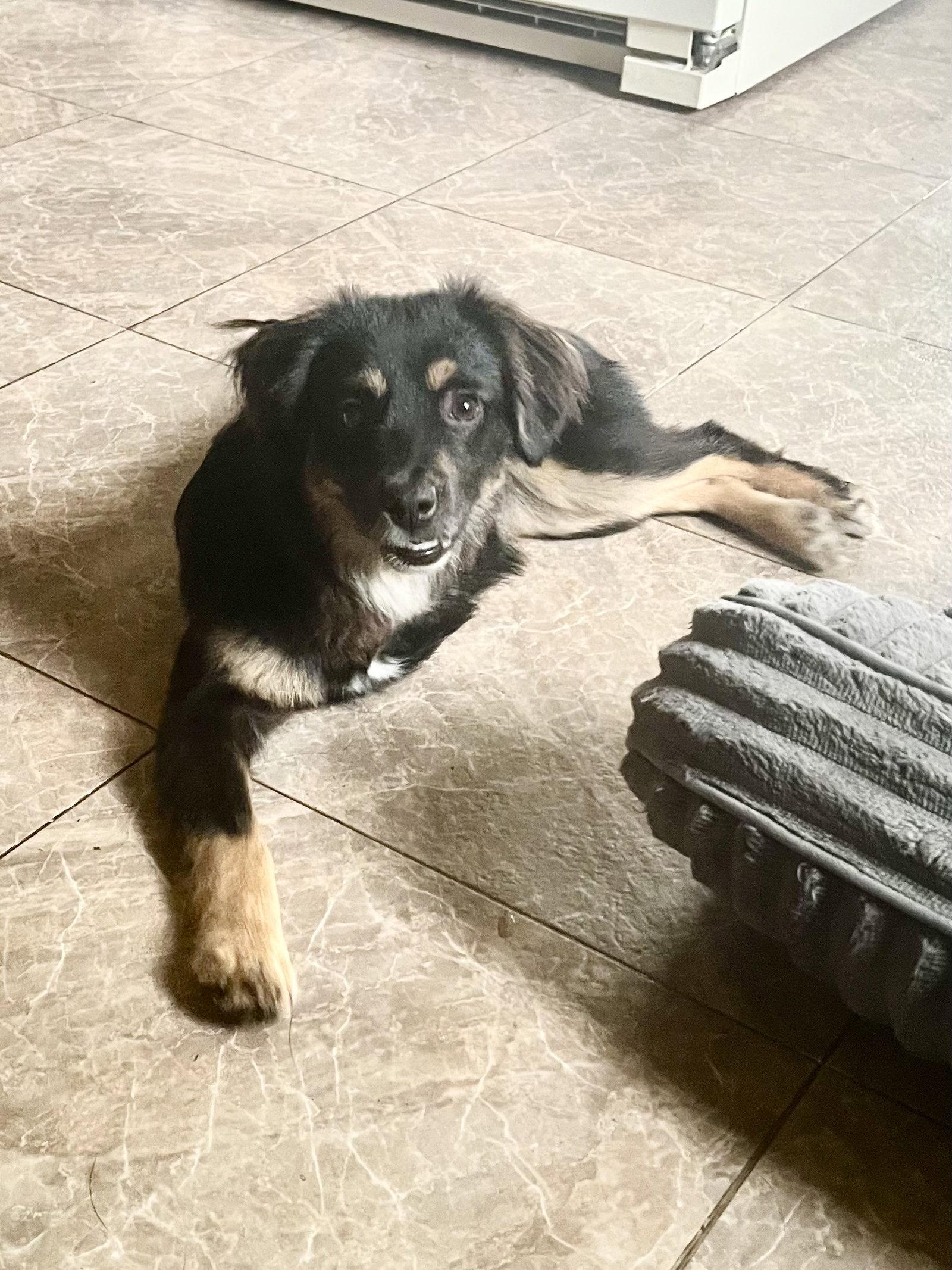Trips, Adopted, Young Male Australian Shepherd.
