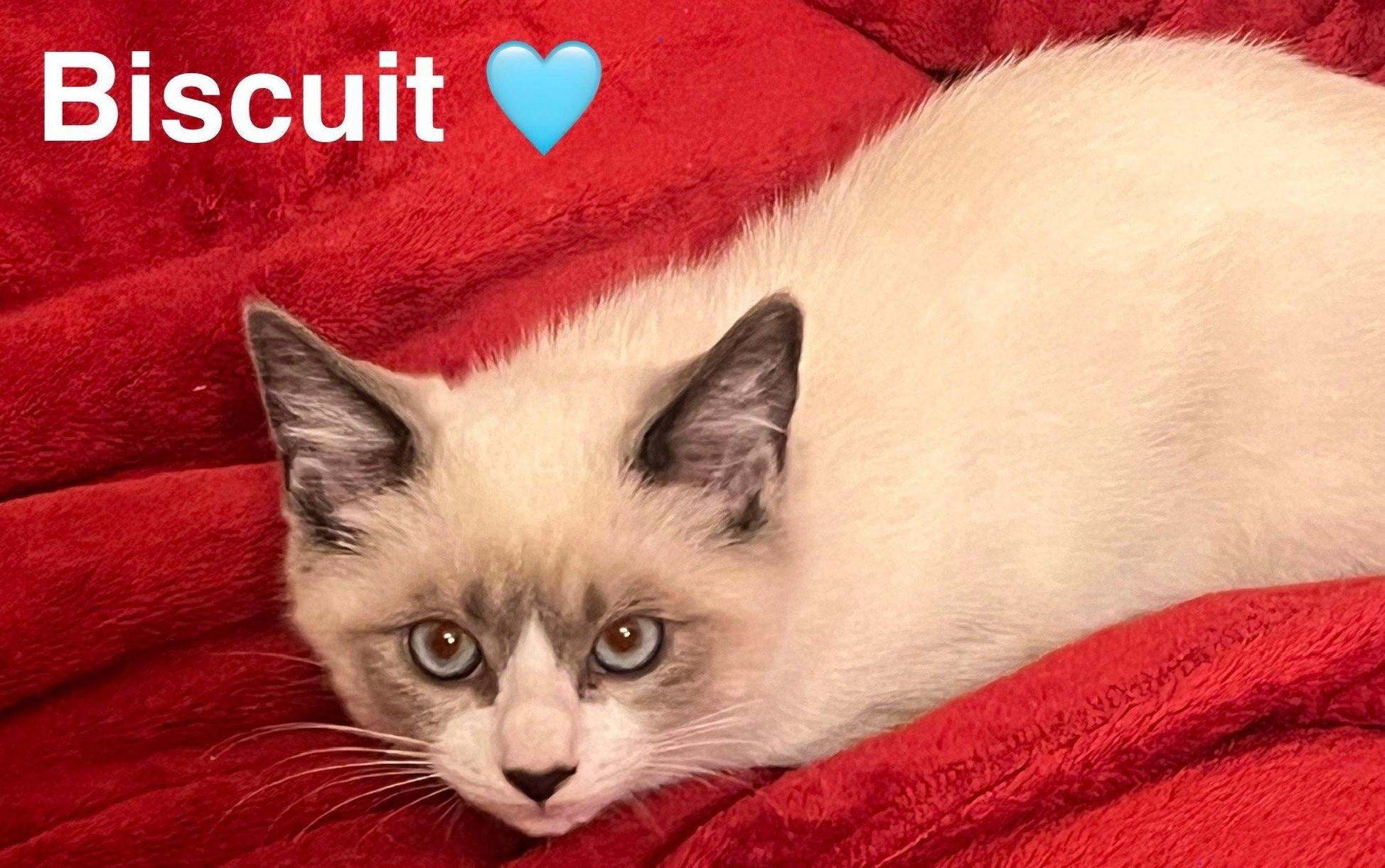 Biscuit, an adoptable Ragdoll in Beckley, WV, 25801 | Photo Image 1