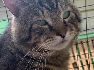 Nathan, a Adoptable mixed breed in Vancouver, WA image 2/4