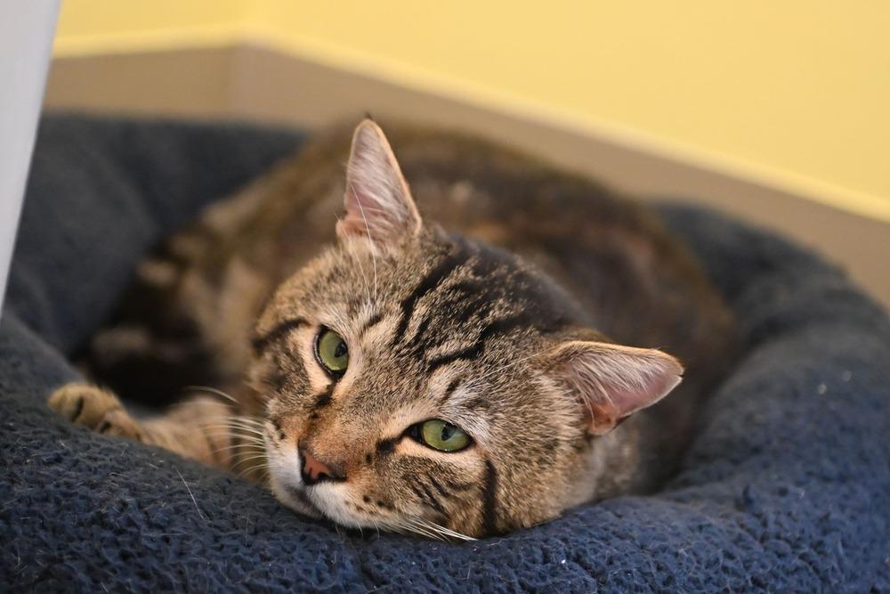 Nathan, a Adoptable mixed breed in Vancouver, WA image 3/4