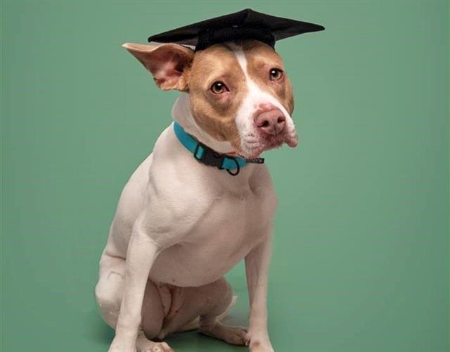 KAMILLE, Adoptable, Adult Female Pit Bull Terrier.