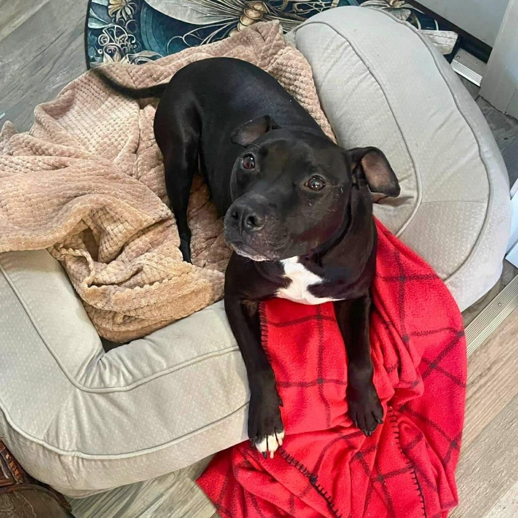 Chance, Adoptable, Adult Male Mixed Breed.
