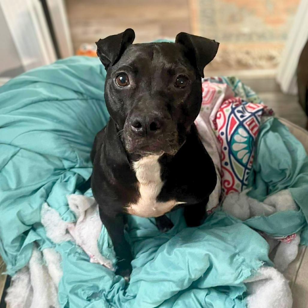 Chance, a Adoptable Mixed Breed in South Portland, ME image 2/5