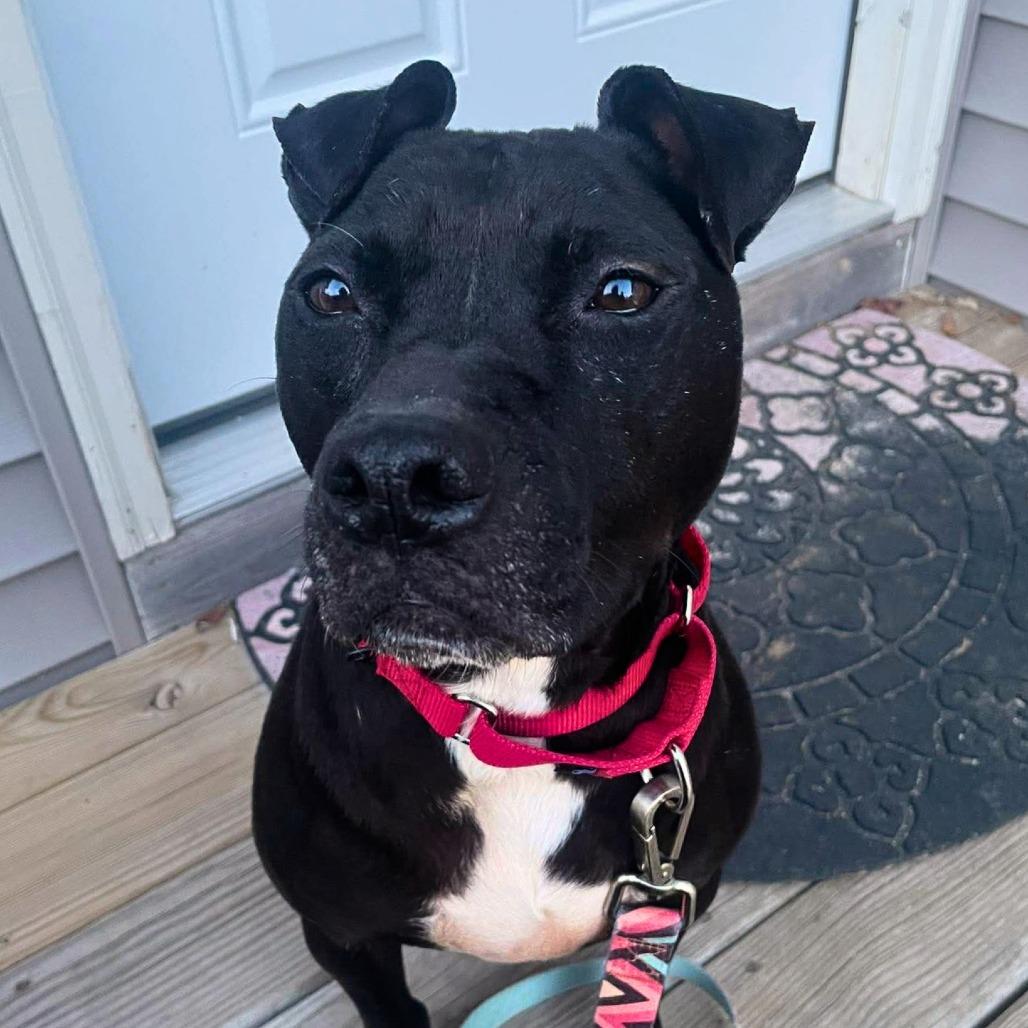 Chance, Adoptable, Adult Male Mixed Breed.
