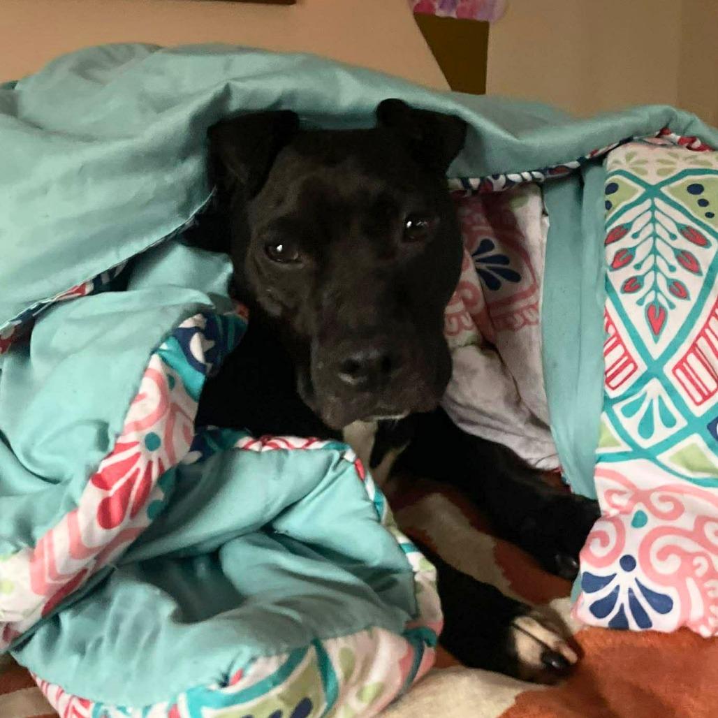 Enlarge Chance, a Adoptable Mixed Breed in South Portland, ME image 2/4