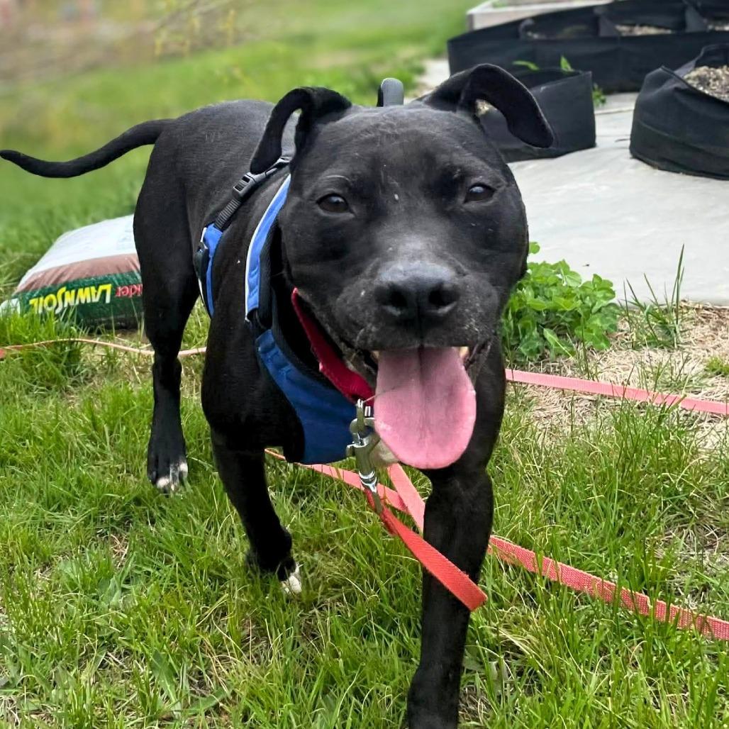 Chance, a Adoptable Mixed Breed in South Portland, ME image 3/5