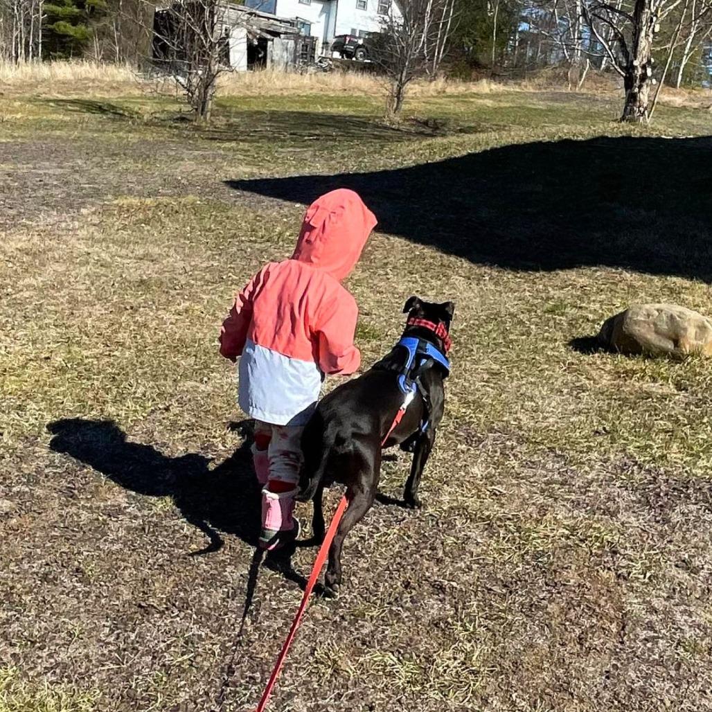 Enlarge Chance, a Adoptable Mixed Breed in South Portland, ME image 3/4
