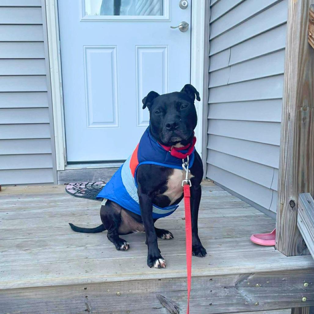 Enlarge Chance, a Adoptable Mixed Breed in South Portland, ME image 4/4