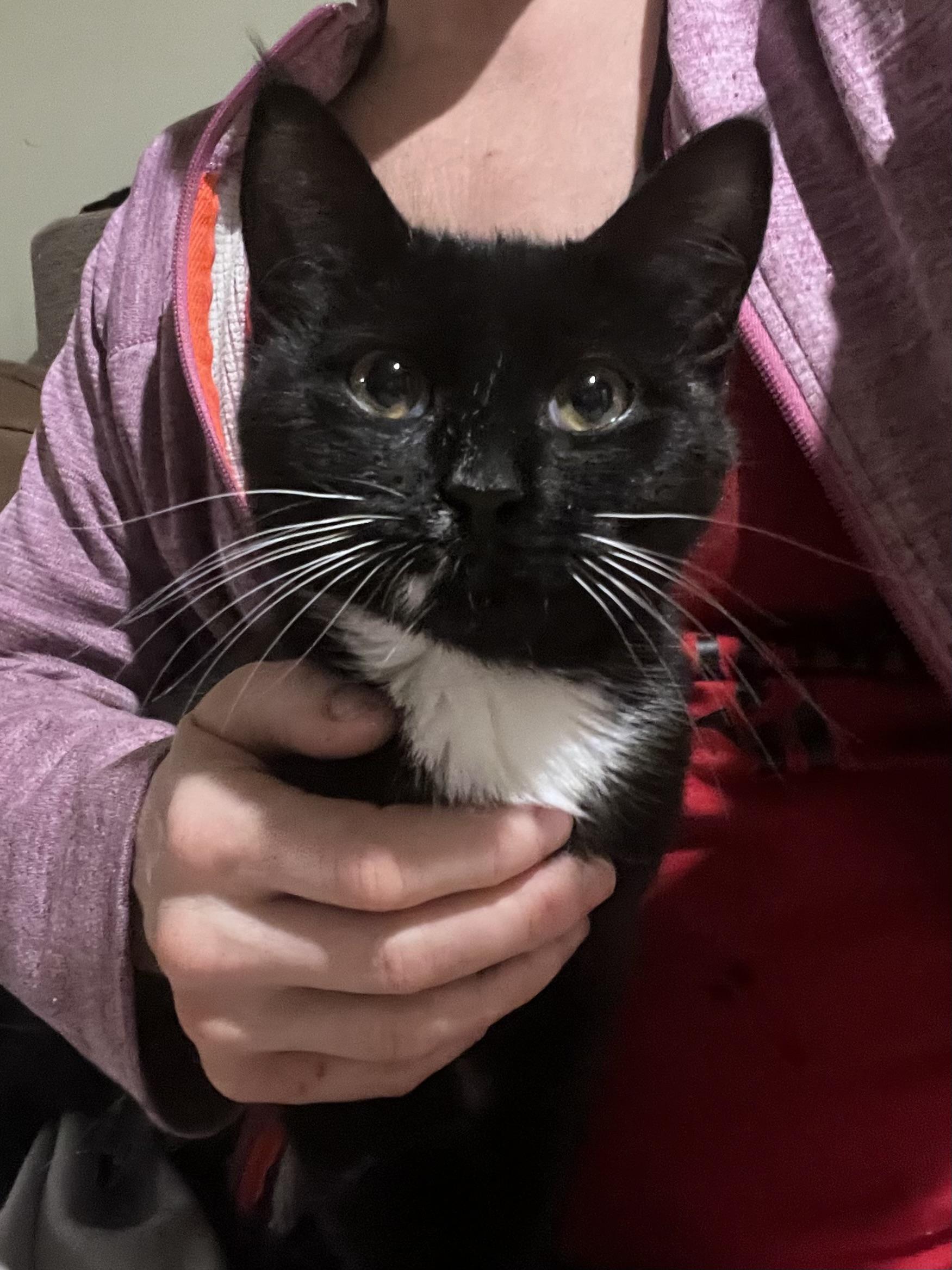 Shirley (laverne and Shirley), ADOPTABLE, Kitten Female Tuxedo.