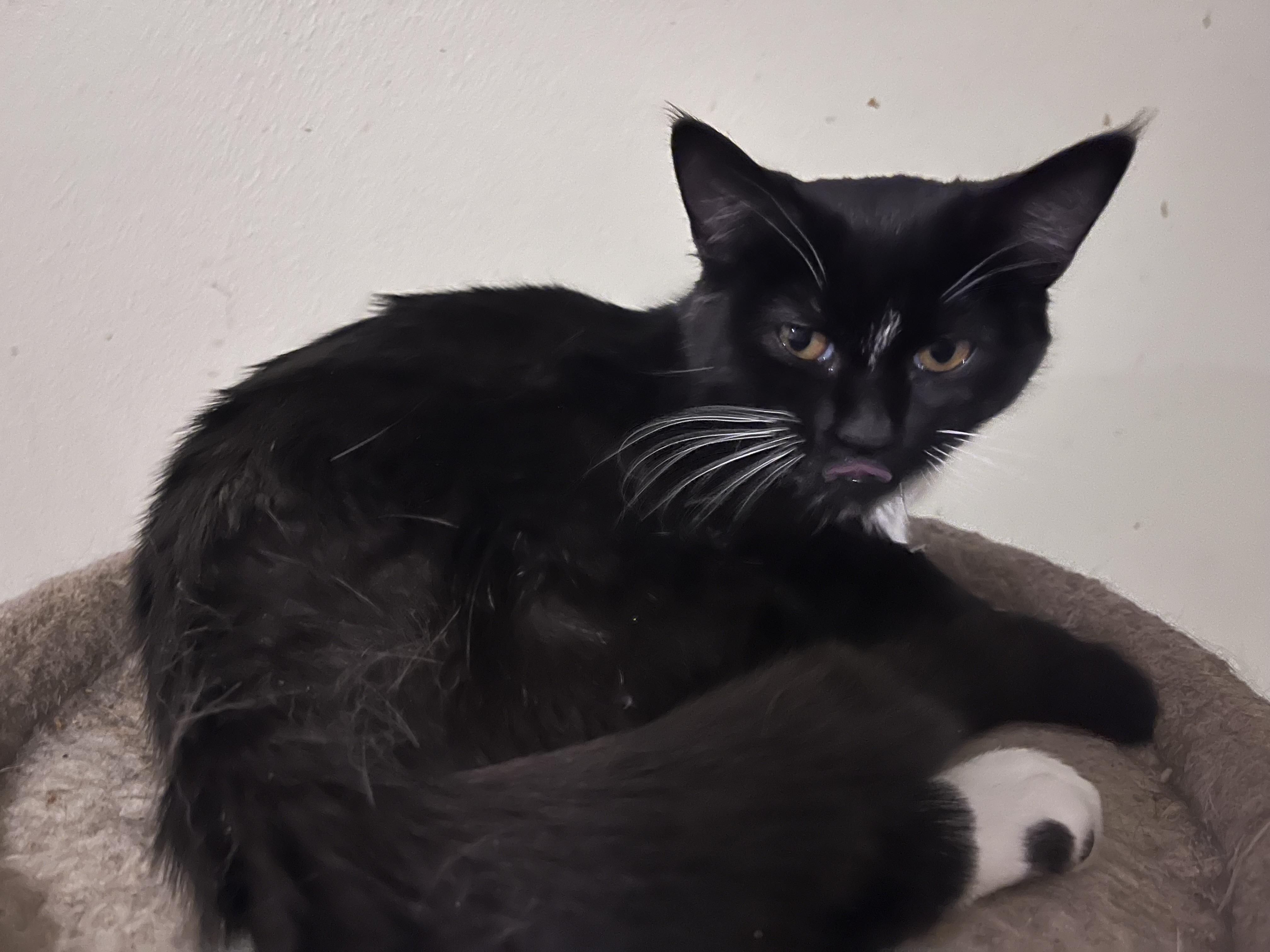 Enlarge Shirley (laverne and Shirley), a ADOPTABLE Tuxedo in Newark valley, NY image 6/6