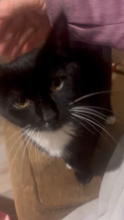 Enlarge Shirley (laverne and Shirley), a ADOPTABLE Tuxedo in Newark valley, NY video 5/6